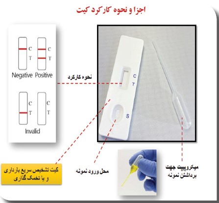 Responsive Image
